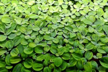 aquatic plants kaufen und verkaufen Photo: Muschelblume / Aquariumpflanze / Schwimmpflanze