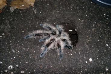 - bird spiders kaufen und verkaufen Photo: Tliltocatl albopilosus (Nicaragua Nachzucht) & Nhandu chromatus