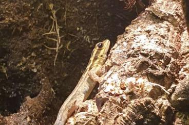 Geckos kaufen und verkaufen Foto: Biete/Tausche Lygodactylus Kimhowelli 