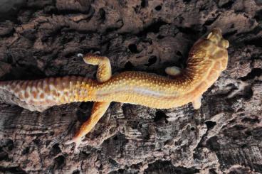 Geckos kaufen und verkaufen Photo: Bestandsauflösung Leopardgecko und Coleonyx Variegatus