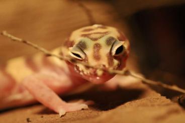 Geckos kaufen und verkaufen Photo: Bestandsauflösung, Coleonyx und Leopardgecko und Terrarien Geckos kaufen und verkaufen Photo: Bestandsauflösung, Coleonyx und Leopardgecko und Terrarien