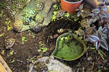 Tortoises kaufen und verkaufen Photo: Breitrand Schildkröten abzugeben 