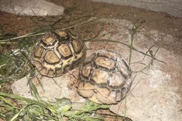 Landschildkröten kaufen und verkaufen Foto: Pantherschildkröten aus 2023 Landschildkröten kaufen und verkaufen Foto: Pantherschildkröten aus 2023