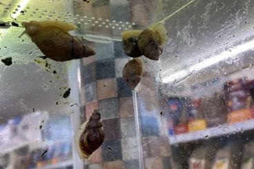 Mollusca kaufen und verkaufen Photo: Achatschnecken alle Größen Mollusca kaufen und verkaufen Photo: Achatschnecken alle Größen