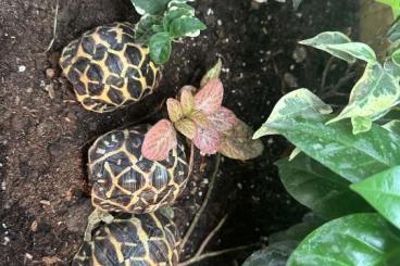 Landschildkröten kaufen und verkaufen Foto: Indische Sternschildkröten von 2024 Landschildkröten kaufen und verkaufen Foto: Indische Sternschildkröten von 2024
