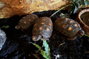 Landschildkröten kaufen und verkaufen Photo: Köhlerschildkröten zu verkaufen Landschildkröten kaufen und verkaufen Photo: Köhlerschildkröten zu verkaufen