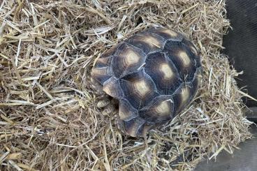 Landschildkröten kaufen und verkaufen Photo: Spornschildkröten zu verkaufen Landschildkröten kaufen und verkaufen Photo: Spornschildkröten zu verkaufen