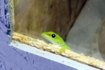 Geckos kaufen und verkaufen Foto: Madagaskar Taggecko Phelsuma Grandis 0. 0. 1. aus eigener Nachzucht