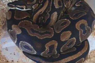 Ball Pythons kaufen und verkaufen Photo: Python regius 0,4 Yellowbelly Adult 