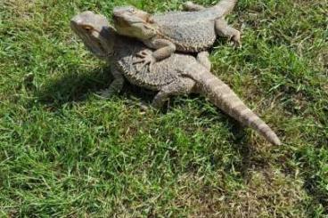 Lizards kaufen und verkaufen Photo: Bartagamen Pärchen inkl. Terrarium