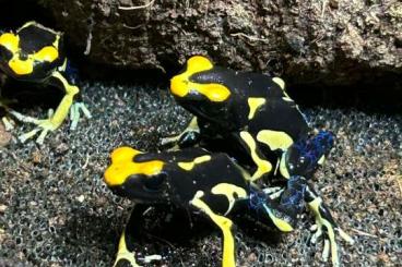 Pfeilgiftfrösche kaufen und verkaufen Foto: Dendrobates Tinctorius Alanis 0.0.5 Pfeilgiftfrösche kaufen und verkaufen Foto: Dendrobates Tinctorius Alanis 0.0.5