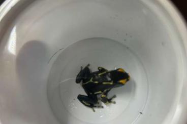 Poison dart frogs kaufen und verkaufen Photo: Dendrobates Tinctorius Alanis 0.0.5 Poison dart frogs kaufen und verkaufen Photo: Dendrobates Tinctorius Alanis 0.0.5