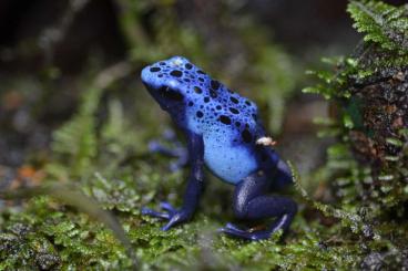 Pfeilgiftfrösche kaufen und verkaufen Foto: Rüsselsheim ! Dendrobates Tinctorius Alanis 0.0.5 und Azureus 0.0.2 Pfeilgiftfrösche kaufen und verkaufen Foto: Rüsselsheim ! Dendrobates Tinctorius Alanis 0.0.5 und Azureus 0.0.2