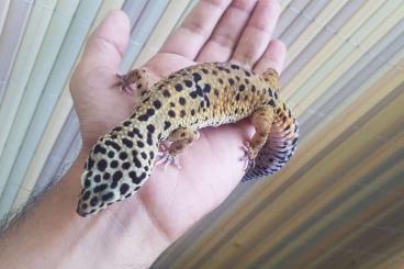 Geckos kaufen und verkaufen Foto: süße handgezähmte Leopardgecko female