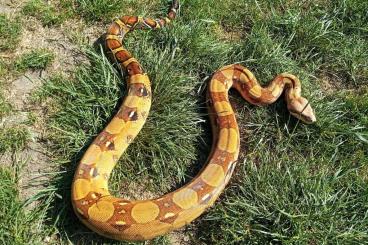 Schlangen kaufen und verkaufen Foto: Boa Imperator Colombian adult pair for december Hamm