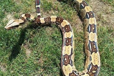 Schlangen kaufen und verkaufen Foto: Boa Constrictor Constrictor "Belem" adult pair for Hamm