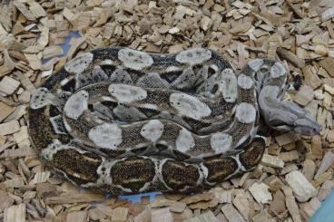 Snakes kaufen und verkaufen Photo: Boa Constrictor Caulker Cay available Snakes kaufen und verkaufen Photo: Boa Constrictor Caulker Cay available