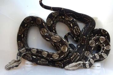 Schlangen kaufen und verkaufen Foto: Boa Constrictor Caulker Cay, breeding adults and youngs for Hamm