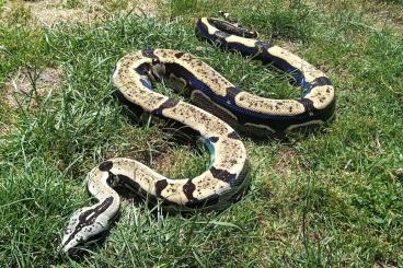 Schlangen kaufen und verkaufen Foto: Boa Imperator Longicauda adult females for Hamm