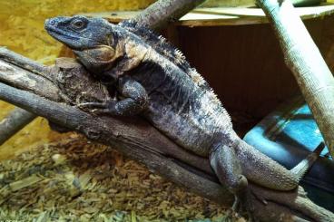 Lizards kaufen und verkaufen Photo: Ctenosaura pectinata adults trio for Hamm