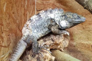 Lizards kaufen und verkaufen Photo: Ctenosaura pectinata adult pair Lizards kaufen und verkaufen Photo: Ctenosaura pectinata adult pair