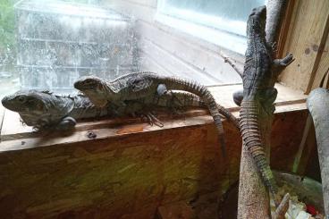 Lizards kaufen und verkaufen Photo: 1.2 Ctenosaura palearis breeding trio Lizards kaufen und verkaufen Photo: 1.2 Ctenosaura palearis breeding trio