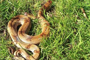 Snakes kaufen und verkaufen Photo: Boa Constrictor Sabogae youngs for Hamm