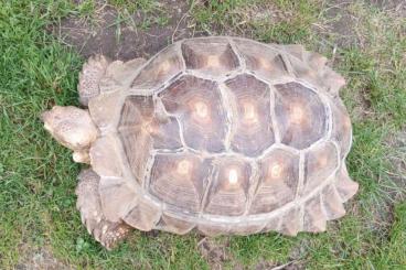 Landschildkröten kaufen und verkaufen Foto: Geochelone Sulcata Male CB18 Landschildkröten kaufen und verkaufen Foto: Geochelone Sulcata Male CB18