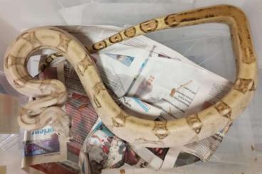 Schlangen kaufen und verkaufen Foto: 1.2 Boa Constrictor Imperator "Hogg Island" Schlangen kaufen und verkaufen Foto: 1.2 Boa Constrictor Imperator "Hogg Island"