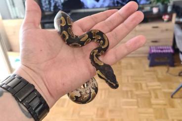 Snakes kaufen und verkaufen Photo: Python Yellow Belly zu verschenken