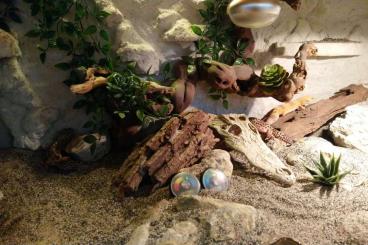 Geckos kaufen und verkaufen Photo: 200 € - Verkaufe Leopardgeckos inkl Terrarium und Zubehör 