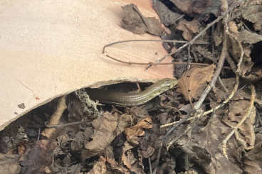 Lizards kaufen und verkaufen Photo: Pseudopus apodus 0.0.1 CB 24