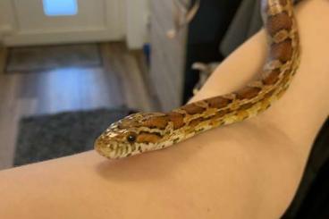 Snakes kaufen und verkaufen Photo: Wildfarbige Kornnattern (weiblich