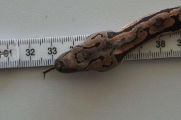 Boas kaufen und verkaufen Photo: Madagaskarboa, Acrantophis dumerili Boas kaufen und verkaufen Photo: Madagaskarboa, Acrantophis dumerili