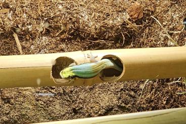Geckos kaufen und verkaufen Photo: 1.0 Phelsuma klemmeri Geckos kaufen und verkaufen Photo: 1.0 Phelsuma klemmeri