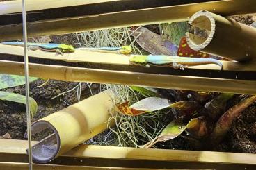 Geckos kaufen und verkaufen Foto: Phelsuma klemmeri Geckos kaufen und verkaufen Foto: Phelsuma klemmeri
