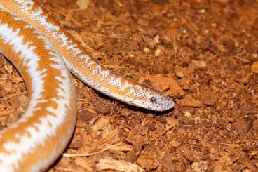 Schlangen kaufen und verkaufen Foto: 4 Lichanuta trivirgata roseofusca abzugeben