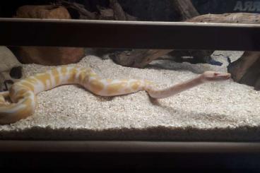 Königspythons kaufen und verkaufen Foto: 1.0 Python regius Albino zu verkaufen