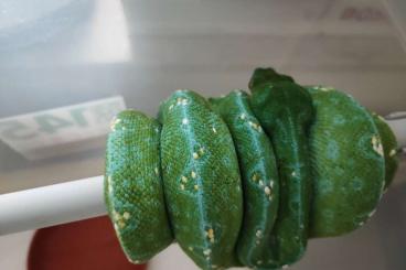 Pythons kaufen und verkaufen Photo: 1,0 morelia viridis cyclop bluish flower nz 2017 Pythons kaufen und verkaufen Photo: 1,0 morelia viridis cyclop bluish flower nz 2017