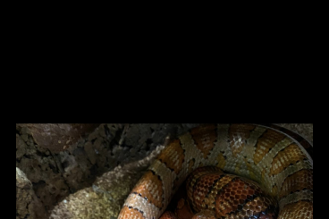 Schlangen kaufen und verkaufen Foto: 2 männliche Kornnattern mit Terrarium und allem Zubehör 