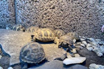 Turtles and Tortoises kaufen und verkaufen Photo: THB Testudo hermanni boettgeri