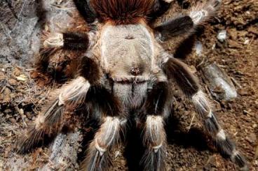 Vogelspinnen kaufen und verkaufen Foto: Vogelspinnen / Theraphosidae
