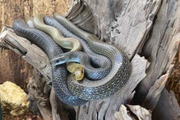 Nattern ungiftige kaufen und verkaufen Foto: Zamenis longissimus abzugeben Nattern ungiftige kaufen und verkaufen Foto: Zamenis longissimus abzugeben