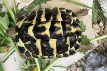 Landschildkröten kaufen und verkaufen Foto: männl. NZ - Griech. LSK THH - Regionalform Korsika 