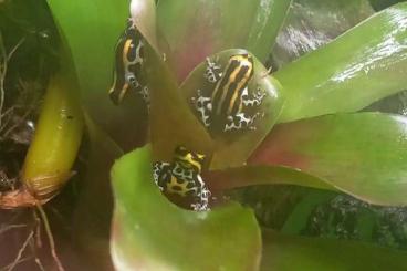 Poison dart frogs kaufen und verkaufen Photo: Ranitomeya sirensis panguana (lamasi)