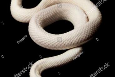 Nattern ungiftige  kaufen und verkaufen Foto: Suche Thamnophis Siritalis Morphs