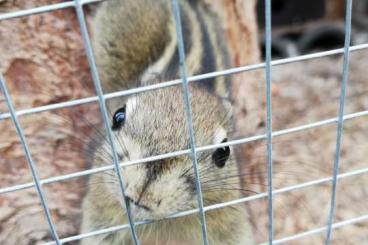 Exotische Säuger kaufen und verkaufen Foto: Chinesische Baumstreifenhörnchen