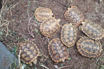Turtles and Tortoises kaufen und verkaufen Photo: Malacochersus tornieri I offer  / 0.0.8 NZ 21 