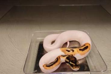 Ball Pythons kaufen und verkaufen Photo: 1.0  Fire Piebald.  Nz: 02.2022 Abgabe bereit !