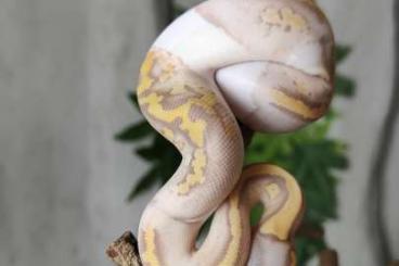 Königspythons kaufen und verkaufen Foto: 1.0 Banana Pastel Piebald.  Nz:05/22 